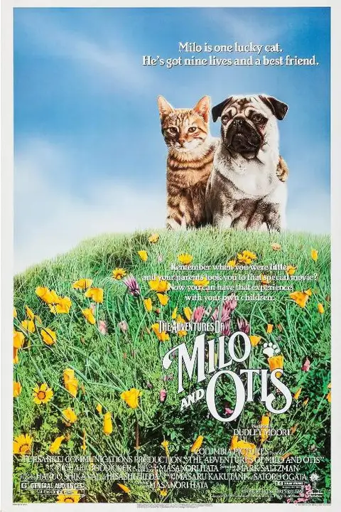 《小猫的故事》封面