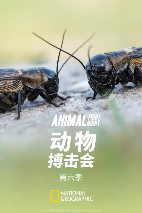 《动物搏击会 第六季》封面