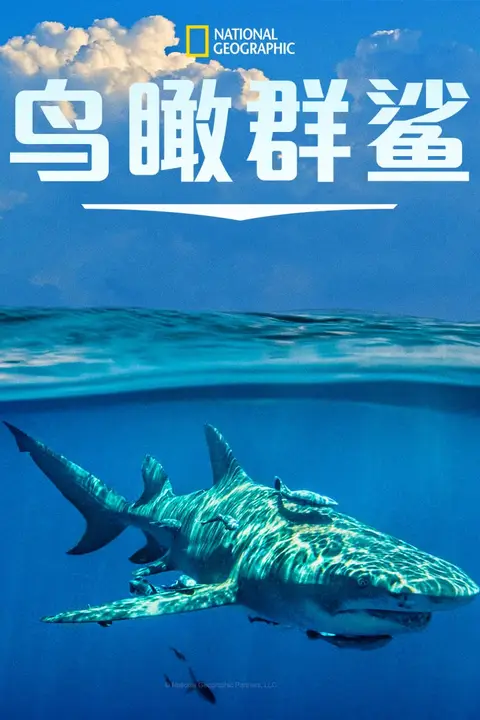 《鸟瞰群鲨》封面