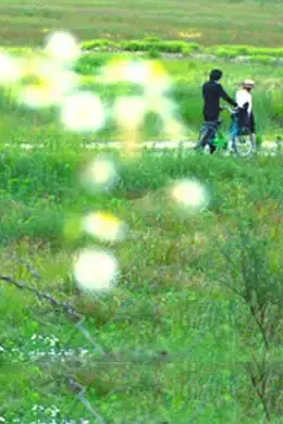 《牵牛花》封面