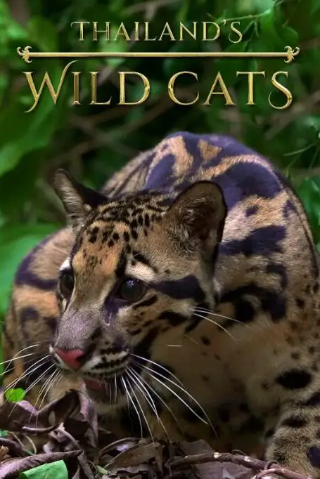 《泰国野生猫科》封面