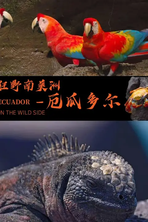 《狂野南美洲-厄瓜多尔 中文版》封面