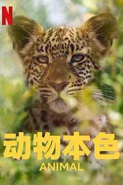 《动物本色 第二季》封面