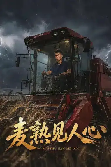 《麦熟见人心》封面
