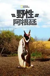 《国家地理 野性阿根廷》封面