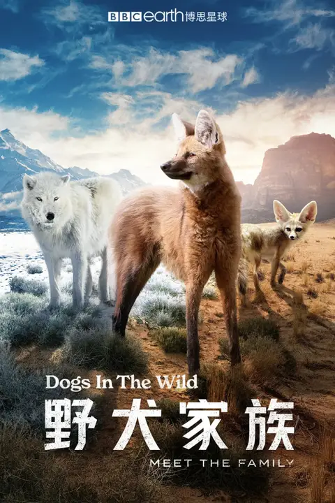 《野犬家族》封面