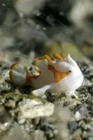 《纪录片：海底世界》封面