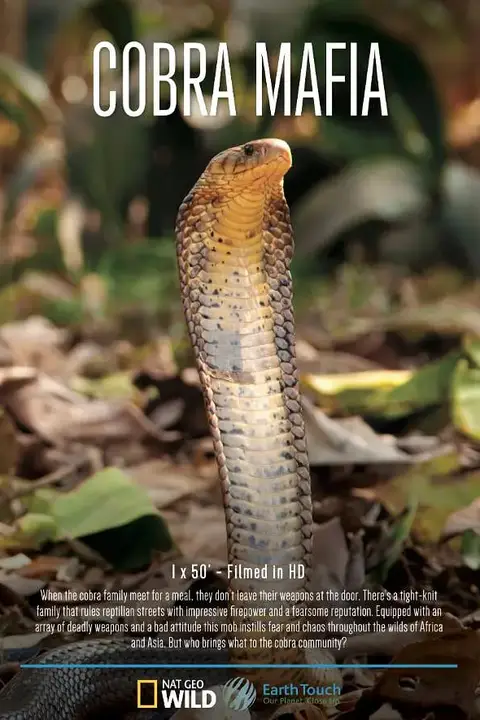 《眼镜蛇黑手党》封面