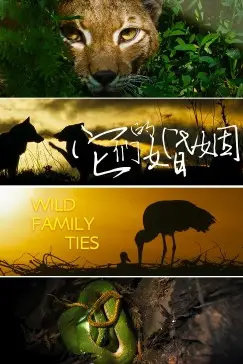 《它们的婚姻》封面