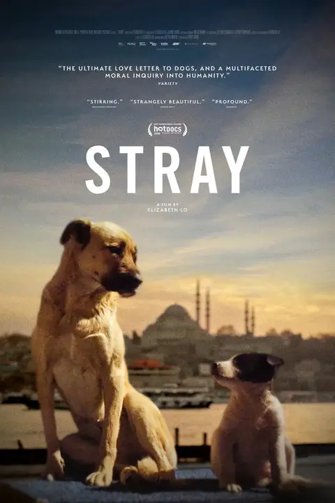 《在迷途》封面