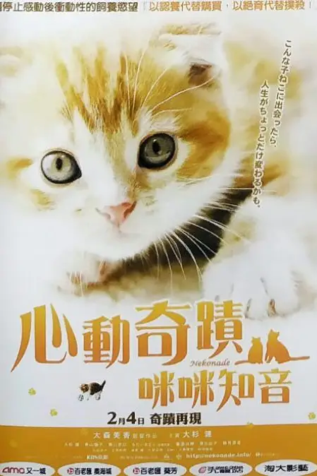 《小猫奇缘》封面