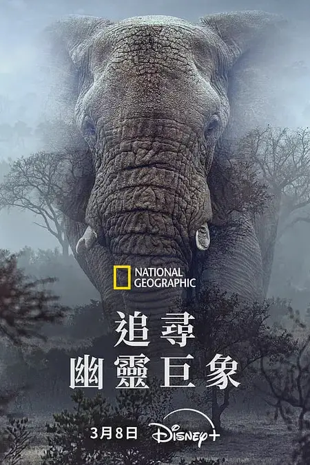 《追寻幽灵大象》封面