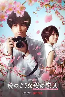 《我的樱花恋人》封面