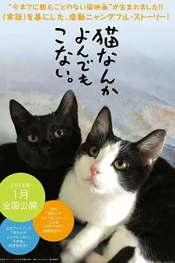《为什么猫都叫不来》封面