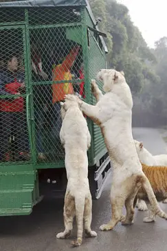 《动物园的野生世界 第二季》封面
